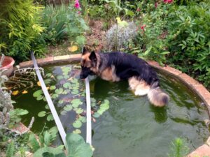 Un chien qui s'adapte est un chien calme ! 